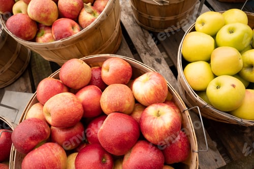 Preview: Apples Fresh Picked in a Bushel BASKET fresh food produce
