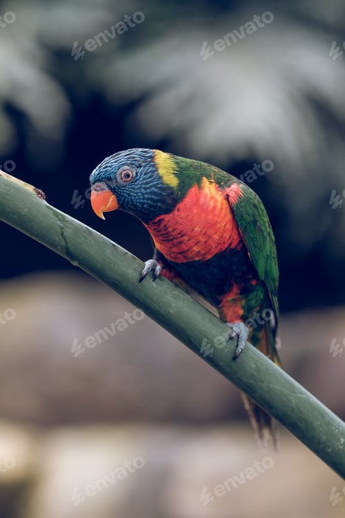 Preview: Multicolored bright parrot sitting on branch