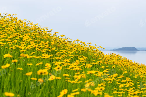 Preview: coreopsis flowers bloom by lakeside