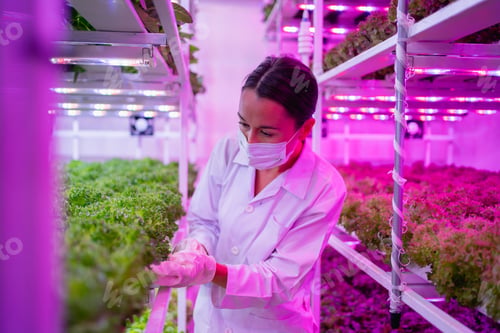 Preview: Scientist harvesting vegetables and assessing quality in a hydroponics farm under LED lighting.