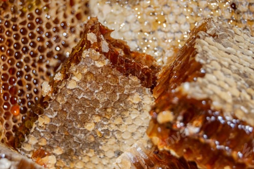 Preview: Gold honey in honeycomb closeup. Bee products with fresh honeycomb, honey products by organic