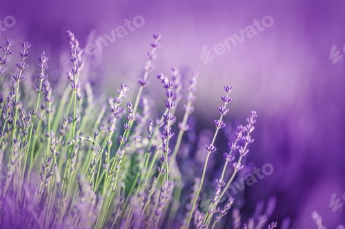 Preview: Beautiful lavender in the rays of light, a fairy tale landscape, summer time
