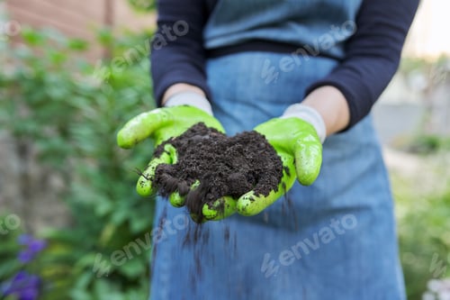 Preview: Close-up of woman's hand in gardening gloves with black fertile soil