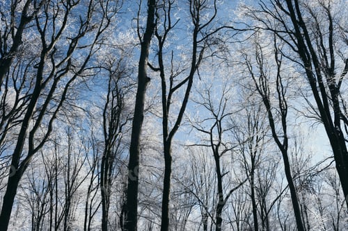 Preview: frozen trees against clear blue sky in winter
