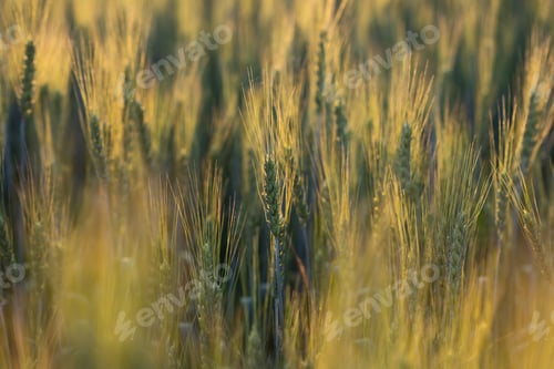 Preview: Fields of wheat at the begining of summer