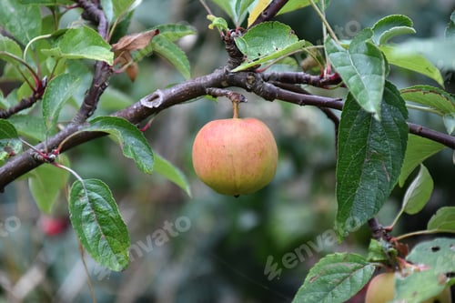 Preview: single ripening apple on a apple tree branch