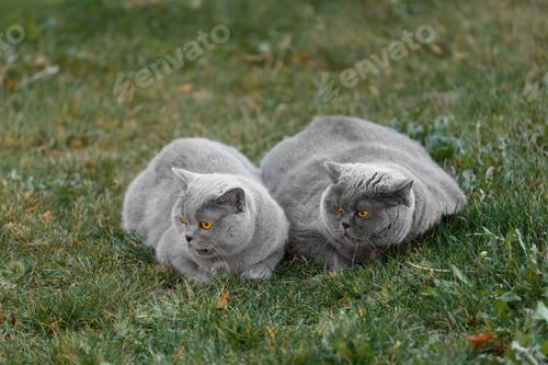Preview: A pair of domestic British cats on a walk in the park. Walking pets outdoors.