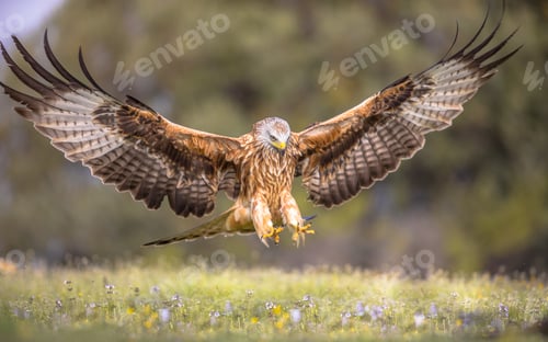 Preview: Flying red kite against blue sky