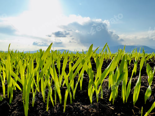 Preview: wheat sprouts in the field