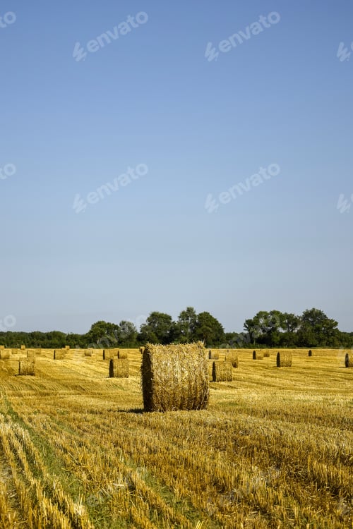 Preview: Harvested wheat field with large round bales of straw in summer. Farmland with blue sky.