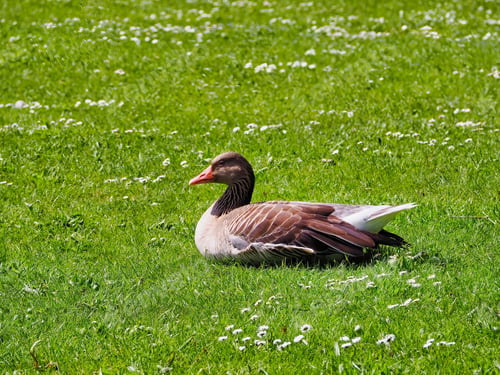 Preview: Greylag goose resting on green grass in the park.