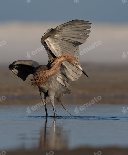 Preview: Reddish Egret Fishing in Florida