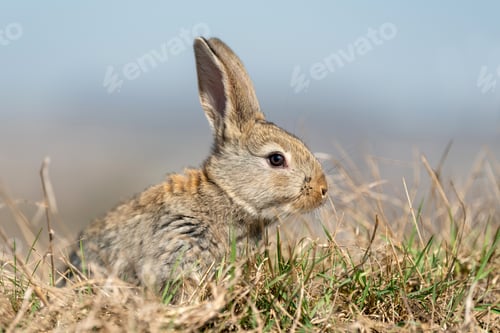 Preview: Rabbit hare while in grass