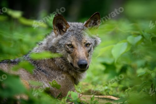Preview: Wolf portrait in forest. Wildlife scene from nature. Wild animal in the natural habitat