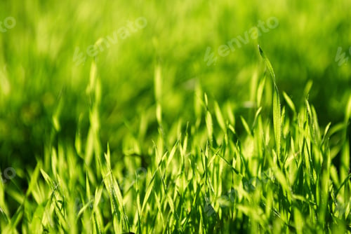 Preview: Fresh green grass close up, selective focus