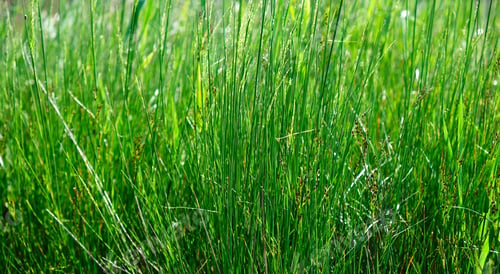 Preview: Long stems of fresh green grass in the steppe zone of Ukraine