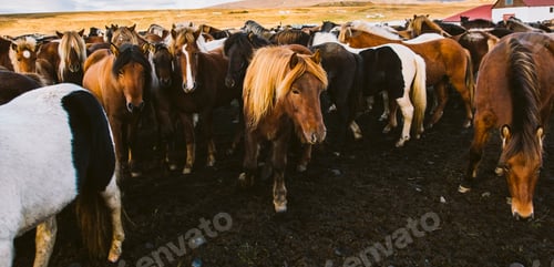 Preview: Herd of precious Icelandic horses gathered in a farm.