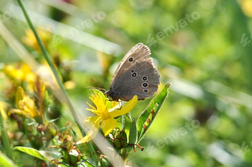 Preview: Butterfly