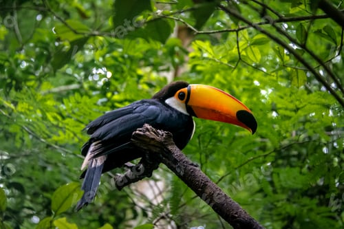 Preview: Toucan