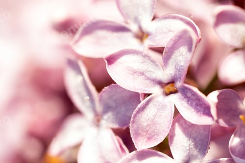Preview: Light blurry photo of lilac. A blooming bush of purple flowers.
