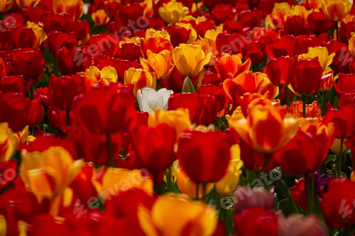 Preview: Spring flowers tulips close-up in the garden.