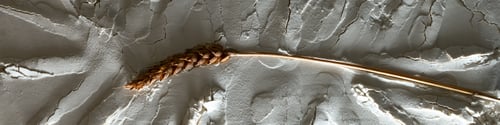 Preview: Banner horizontal sandy light background format 4:1 with waves sand and ear wheat macro photography