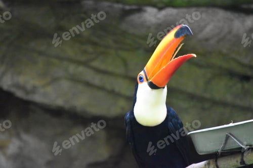 Preview: Beautiful colorful toucan with a bright orange beak