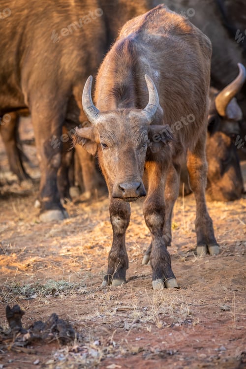 Preview: African buffalo starring at the camera.