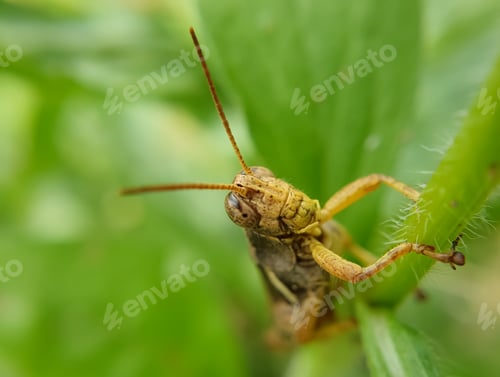 Preview: Macro shot of brown color grasshopper insect (cricket insect)