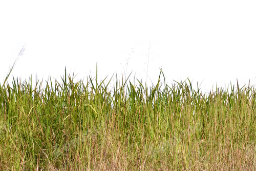 Preview: Grass isolated transparency background.