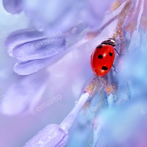 Preview: A red ladybug crawls along a sprig of blooming lilac