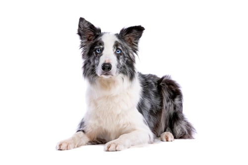Preview: dog