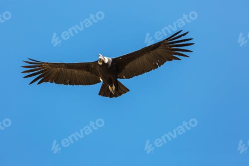 Preview: Condor