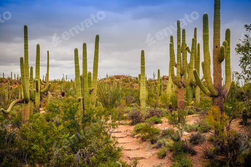 Preview: Giant Saguaro Cactus Fields At Saguaro National Park, Arizona