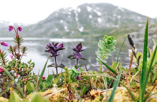Preview: Arctic Tundra flowers. Beautiful Nature Norway natural landscape.