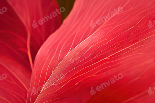 Preview: Natural background of red velvet sheets with veins