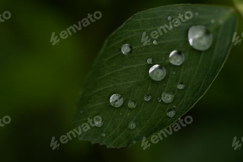 Preview: Rain drops on the green leaf