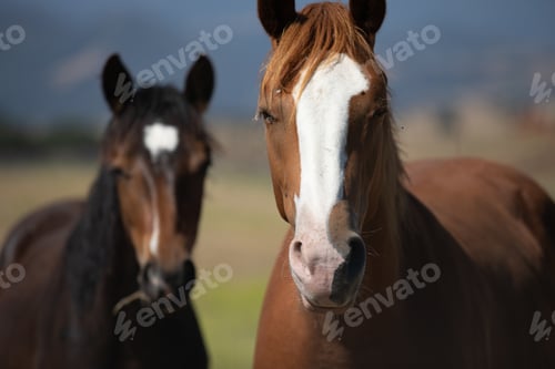 Preview: Closeup shot of two brown horses