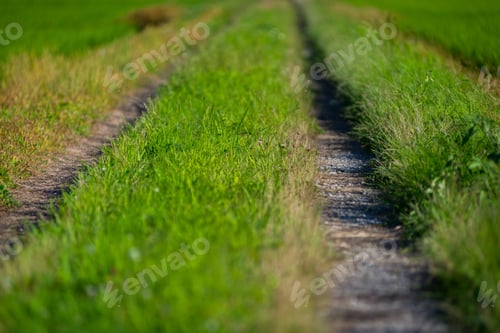 Preview: Country Side Rice Fields