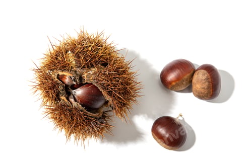 Preview: Sweet Chestnut and husk isolated