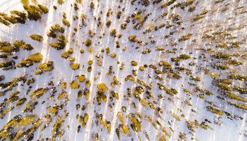 Preview: Aerial view of snow covered trees in the park