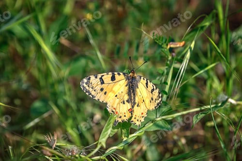 Preview: butterfly