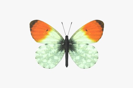Preview: Delicate Orange-Tip Butterfly