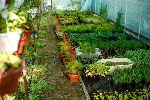 Preview: A small greenhouse for growing plants, bushes and flowers