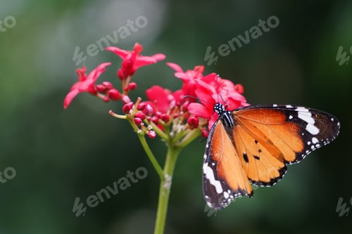 Preview: A beautiful butterfly sucking nectar from a flower.
