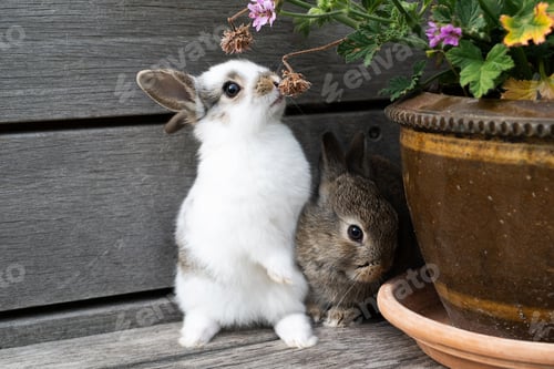 Preview: Two small brown and white rabbits eating a flower on a wooden terrace.