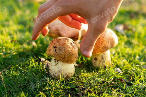 Preview: the hand picking or collecting the big mushroom boletus growing on the grass field under sunshine