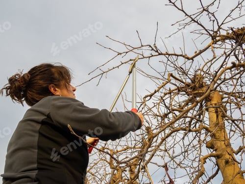 Preview: Low-angle of a Caucasian woman woman pruning the fruit trees with shears during the winter season