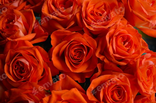 Preview: Bouquet of bright orange roses