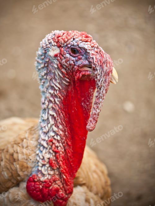 Preview: turkey head